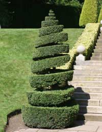 Topiary and Routine Tree Pruning
