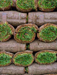 Turf or Seed for a New Lawn?