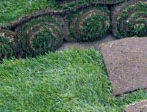 Laying Turf in Your Garden